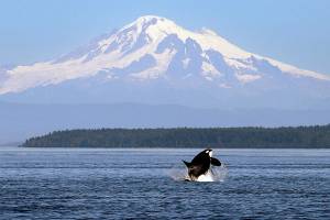Ships slowing in busy channels to protect endangered orcas