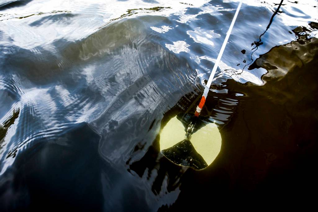 A Secchi disk is used to test water clarity at Lake Ketchum near Stanwood on Sept. 13. (Ian Terry / The Herald)