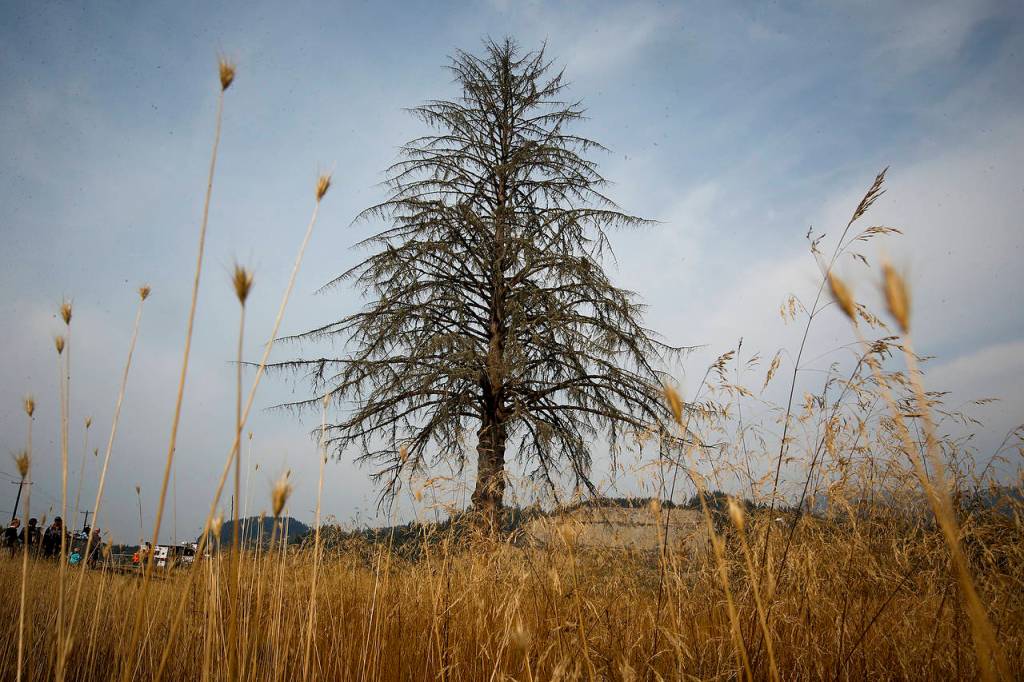 A Sitka spruce towers above the otherwise flat site of the Oso mudslide. After surviving the slide, the tree became a memorial symbol with a handmade plaque to honor victims of the 2014 tragedy. It was removed on Saturday, Sept. 16. (Ian Terry / The Herald)