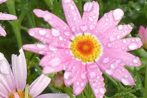 Plant of Merit: Argyranthemum frutescens, marguerite daisy