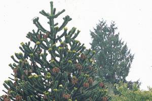 Great Plant Pick: Araucaria araucana, monkey puzzle tree