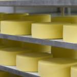 Fontina cheese ages at Ferndale Farmstead on Ferndale. (Andy Bronson | The Herald)