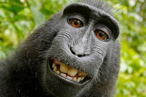 Sides agree to stop monkeying around in primate selfie suit