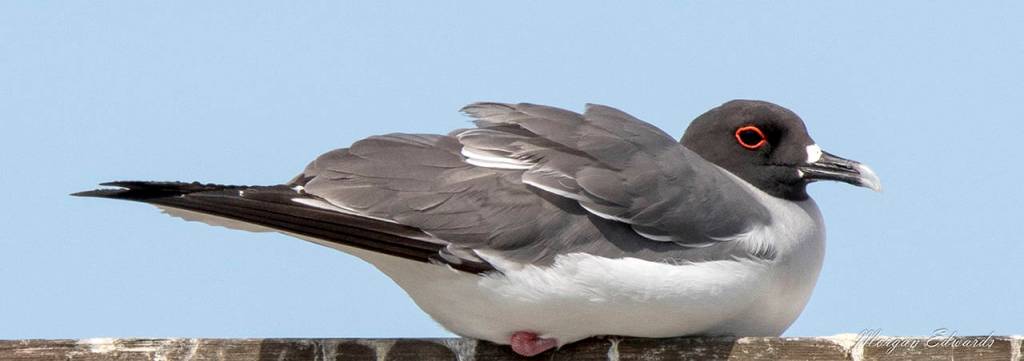 Swallow-tailed gull (Morgan Edwards)