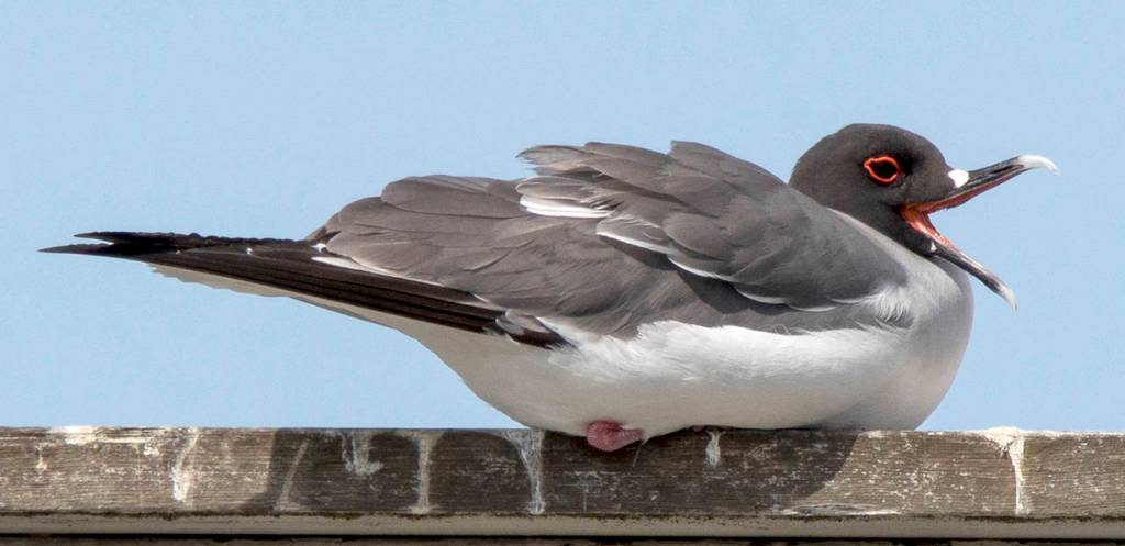 Swallow-tailed gull (Morgan Edwards)