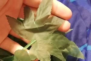 Something was a little wacky about leis handed out at school