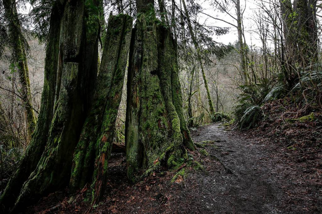 The Japanese Gulch Loop Trail is seen in Mukilteo on Saturday, March 25. (Ian Terry / The Herald)