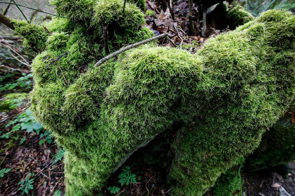 Moss grows on a stump along the Japanese Gulch Loop Trail in Mukilteo on Saturday, March 25. (Ian Terry / The Herald)