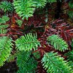 Browning branches are seen on a tree at Hemstrom Valley Tree Farm in Granite Falls. (Ian Terry / The Herald)