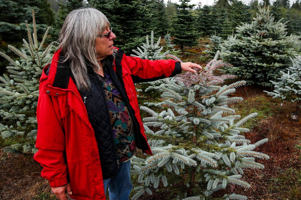 Lanai Hemstrom feels the dried out top of a Colorado blue spruce tree at her Hemstrom Valley Tree Farm in Granite Falls on Tuesday. (Ian Terry / The Herald)