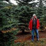 Definitely not Christmas in July for parched young trees