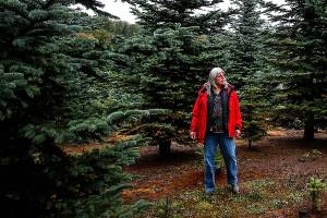 Definitely not Christmas in July for parched young trees