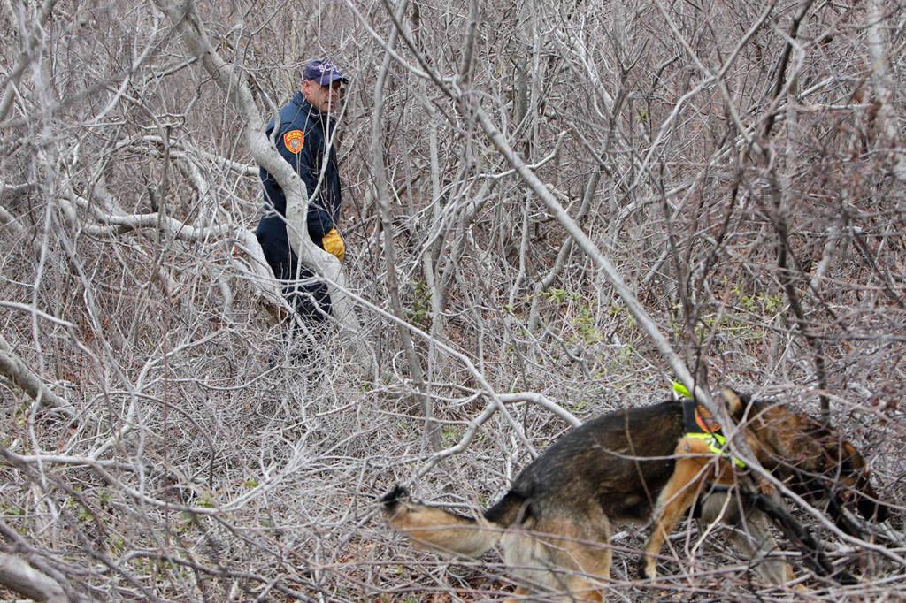 In this April 4, 2011 file photo, a police officer and cadaver dog search the thick brush on the side of the road near Oak Beach, N.Y., for signs of human remains. Ten victims whose remains have been found along a Long Island beach highway, with renewed interest in a possible suspect after the Suffolk County Assistant District Attorney named someone as a possible suspect in one of the victims&rsquo; deaths. (AP Photo/Seth Wenig, File)