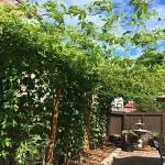 Loyd Hops Farms is in Nick Loyd&rsquo;s south Everett back yard. Loyd maximized the space to grow hops by building a 10-foot-tall trellis that runs 40 feet across his yard. (Loyd Hops Farms)