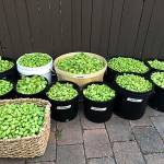 5 Rights Brewing in Marysville received 70 pounds of hops &mdash; enough to make two barrels&rsquo; worth of its new fresh hop imperial IPA. (Loyd Hops Farms)