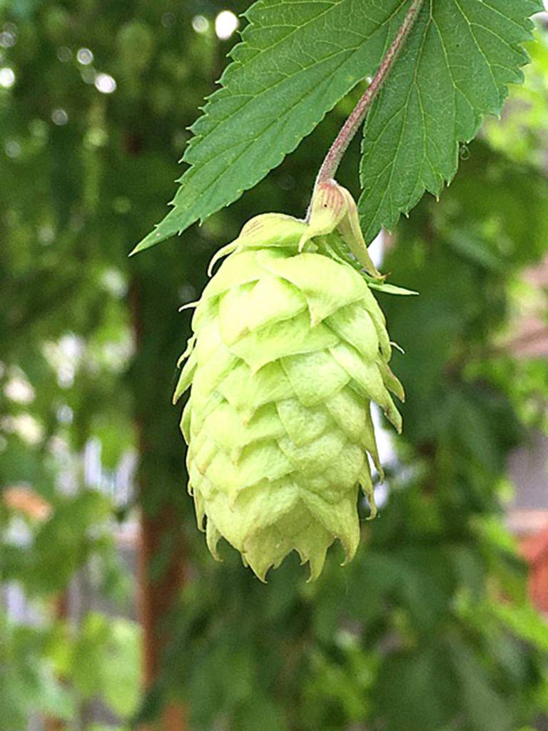 This year, Loyd&rsquo;s hop harvest was abundant. (Loyd Hops Farms)