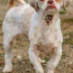 Chase is an adorable little dog that is in need of an adult only home that is familiar with little dogs with big attitudes. If there are any resident dogs they will need a meet and greet prior to adoption. He does still potty in the house when left home alone so his new family will probably need to crate train him. (Curt Story/Everett Animal Shelter)