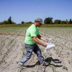 Darren Carleton uses lye mark out the layout the corn maze Saturday morning at Carleton Farms in Lake Stevens on July 15, 2017. (Kevin Clark / The Herald)