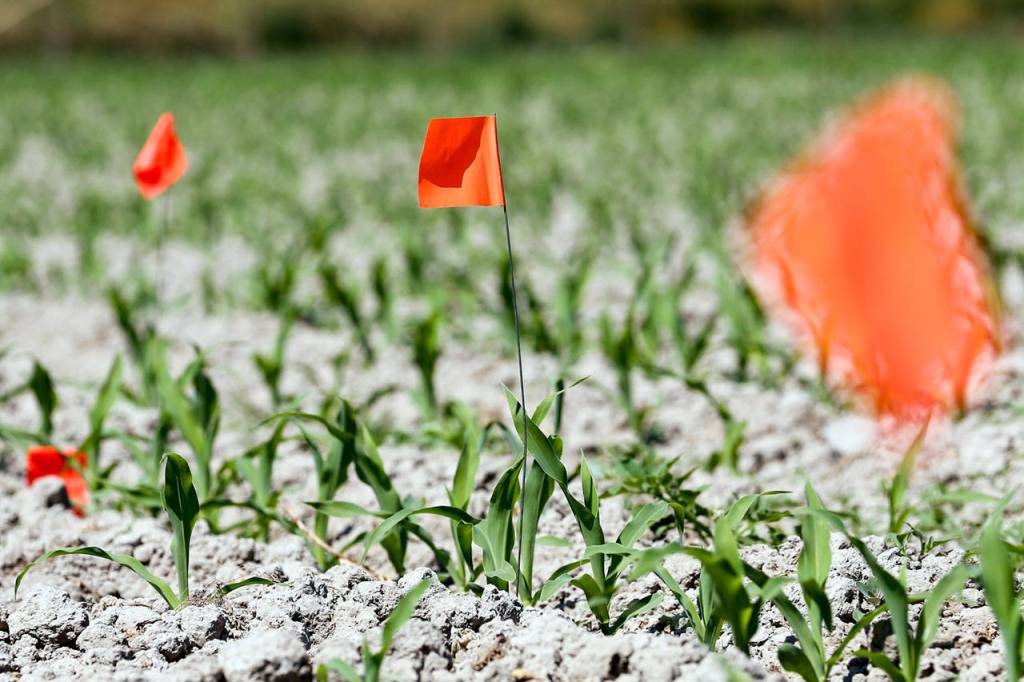 Flags mark the shape of the design in the infant corn maze Saturday morning at Carleton Farms in Lake Stevens on July 15, 2017. (Kevin Clark / The Herald)