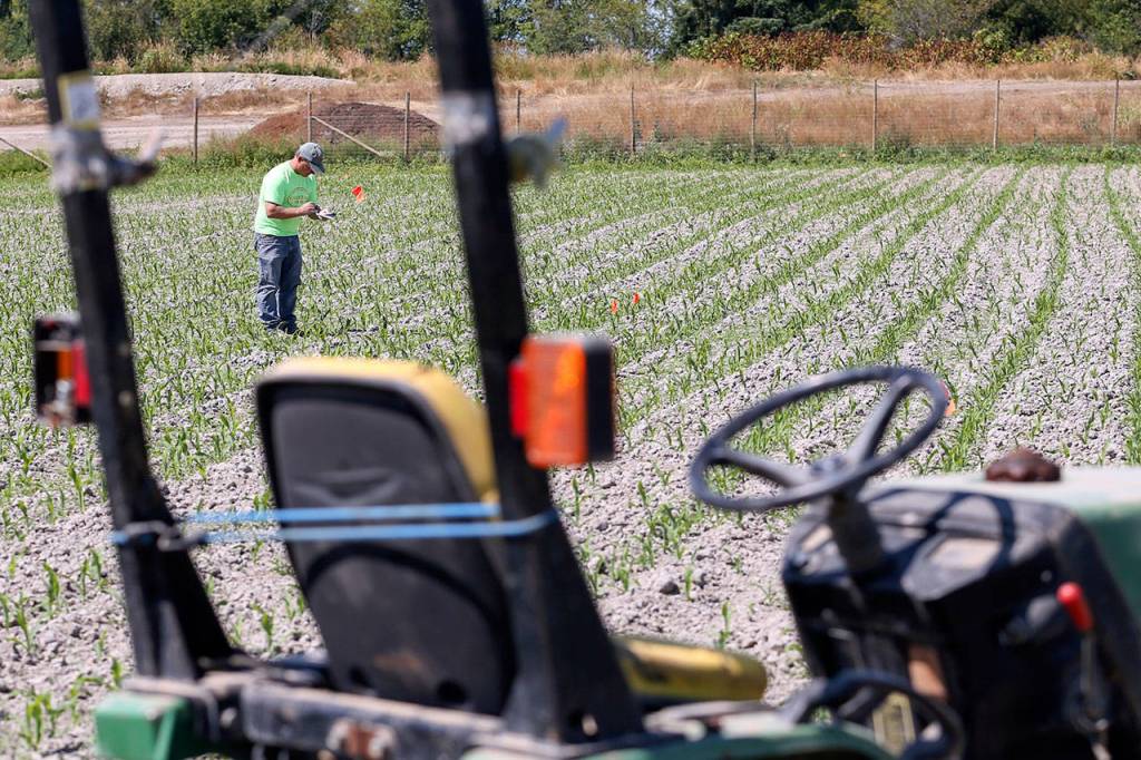 Darren Carleton looks over the design for the corn maze Saturday morning at Carleton Farms in Lake Stevens on July 15, 2017. (Kevin Clark / The Herald)