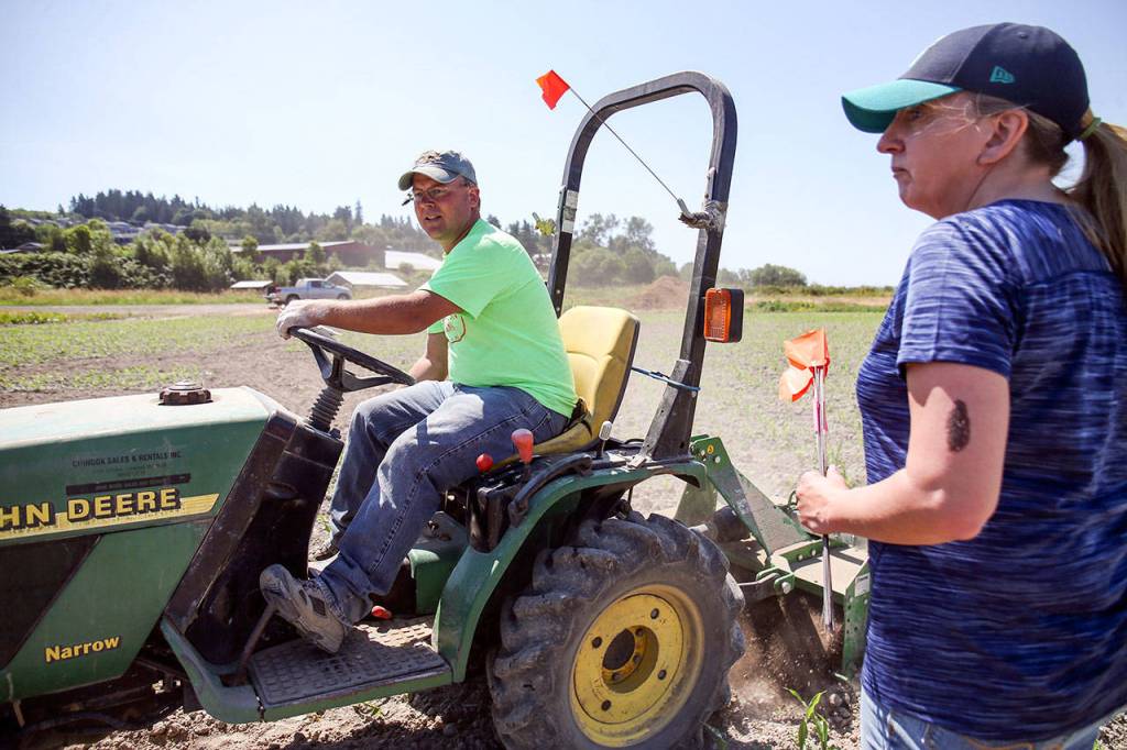 Darren and Georgina Carleton work to layout the corn maze Saturday morning at Carleton Farms in Lake Stevens on July 15, 2017. (Kevin Clark / The Herald)
