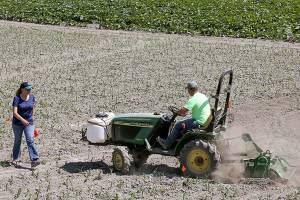 How Carleton Farms prepares for Halloween — in the summer