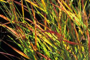 Great Plant Pick: Panicum virgatum ‘Rotstrahlbusch’