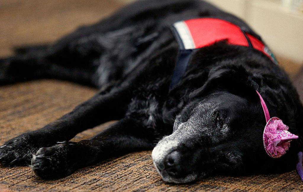 Twelve-year-old Carmen, a therapy dog who has worn that sparkly party hat all day and heard enough childrens books read by kids to last a lifetime, enjoys a momentary break from the action at her retirement celebration Tuesday at the Mukilteo Library. (Dan Bates / The Herald)