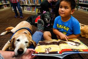 Kayden Blanco, 4, looks up at dog handler Lisa Akin, who holds 11-year-old yellow Lab mix Risa on her lap. Akin was helping the boy read a book. Carmen, a 12-year-old black Lab mix wearing a hot pink party hat, watches politely as Kayden shares the book A Duck on a Bike with both dogs and Akin. Carmen and Risa retired Tuesday with a party at the Mukilteo Library. (Dan Bates / The Herald)