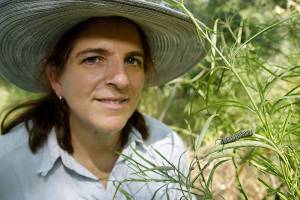 Monarch butterflies might vanish from northwest summers