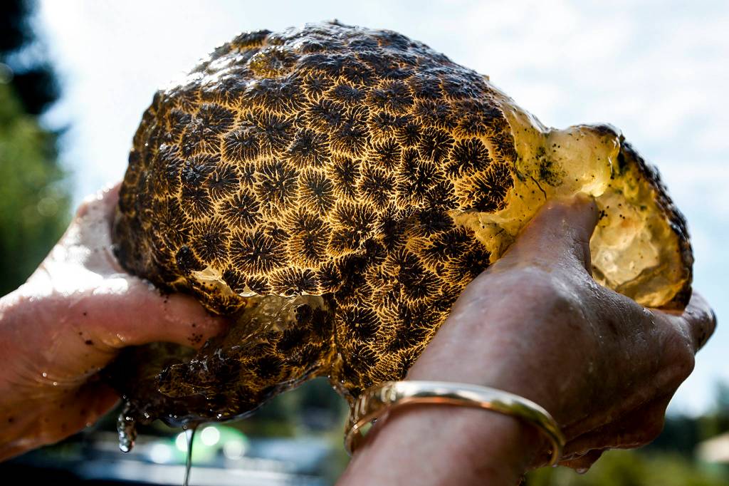 A golden-yellow bryozoa is seen as Miriam Lancaster holds it up to the sunlight on Sept. 13 at her home on Lake Ketchum in Stanwood. (Ian Terry / The Herald)