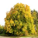 Learn more about this horse chestnut tree in Snohomish during a walking tour set for Oct. 7 in the citys historic district.