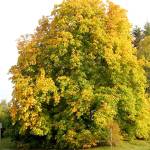 Walking tours around Snohomish all about city’s oldest trees