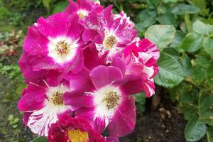 Plant of Merit: Rosa ‘Purple Splash,’ wine-colored climbing rose