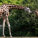 Tufani (left) nuzzles her baby, Lulu, at the Woodland Park Zoo in Seattle. Lulu was born on June 20. (Ian Terry / The Herald)