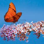 A Dryas iulia, more commonly known as a Julia butterfly, is seen at the zoo. (Ian Terry / The Herald)