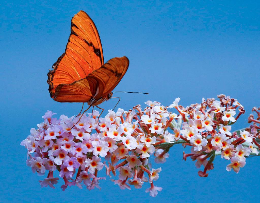A Dryas iulia, more commonly known as a Julia butterfly, is seen at the zoo. (Ian Terry / The Herald)