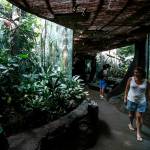 Visitors walk through the Woodland Park Zoos tropical rainforest environment in Seattle. (Ian Terry / The Herald)