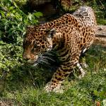 A jaguar roams in its glass-enclosed habitat at the Woodland Park Zoo in Seattle. (Ian Terry / The Herald)