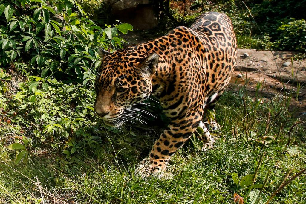 A jaguar roams in its glass-enclosed habitat at the Woodland Park Zoo in Seattle. (Ian Terry / The Herald)