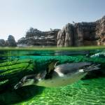 A penguin dives beneath the waters surface of a pool at the Woodland Park Zoo in Seattle. (Ian Terry / The Herald)