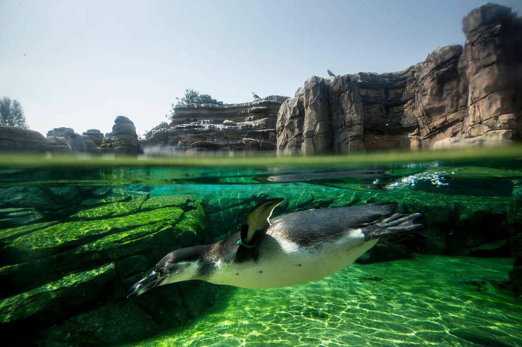 A penguin dives beneath the waters surface of a pool at the Woodland Park Zoo in Seattle. (Ian Terry / The Herald)