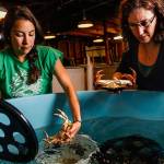 Caitlin OBrien (left) and Shallin Busch take a look at mature female Dungeness crabs that, along with others like them provide all the zoea, (baby crabs) for study at NOAA in Mukilteo where ongoing research is being done on ocean acidification affects on Dungeness crab. (Dan Bates / The Herald)