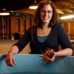 Shallin Busch take a look at mature female Dungeness crabs that provide all the zoea for study at the NOAA facilities in Mukilteo where ongoing research is being done on ocean acidification affects on marine species, including the Dungeness crab. (Dan Bates / The Herald)