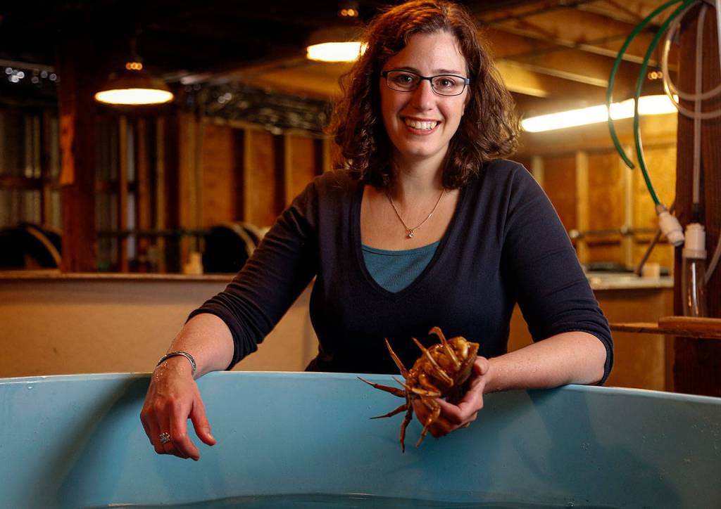 Shallin Busch take a look at mature female Dungeness crabs that provide all the zoea for study at the NOAA facilities in Mukilteo where ongoing research is being done on ocean acidification affects on marine species, including the Dungeness crab. (Dan Bates / The Herald)
