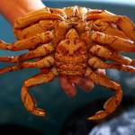 Shallin Busch take a look at mature female Dungeness crab that, along with others like it, provides all the baby Dungeness crabs (zoea) for study at the NOAA facilities in Mukilteo where ongoing research is being done to study ocean acidification affects on them. (Dan Bates / The Herald)