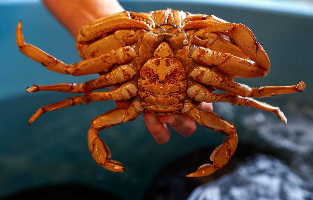 Shallin Busch take a look at mature female Dungeness crab that, along with others like it, provides all the baby Dungeness crabs (zoea) for study at the NOAA facilities in Mukilteo where ongoing research is being done to study ocean acidification affects on them. (Dan Bates / The Herald)