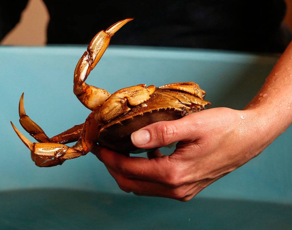 Shallin Busch take a look at mature female Dungeness crab that, along with others like it, provide all the zoea for study at the NOAA facilities in Mukilteo where ongoing research is being done on ocean acidification affects on marine species, including the Dungeness crab. (Dan Bates / The Herald)