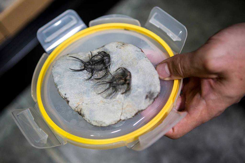 Ancient trilobites are seen at FossilEra in Monroe. (Ian Terry / The Herald)
