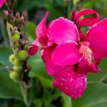 Pink canna lily flowers bloom in Jeff and Fran Trues yard at their Everett home. The flowers, common in the Carolinas, remind Fran of North Carolina, her native home. (Ian Terry / The Herald)